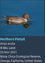 northernpintail.png.20f378558b5973874c6f8b16765ce09d.png