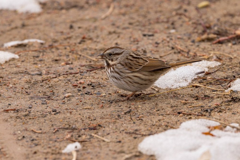 Sparrow 2.jpg