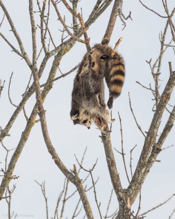 Racoon SunC2-7537045.jpg