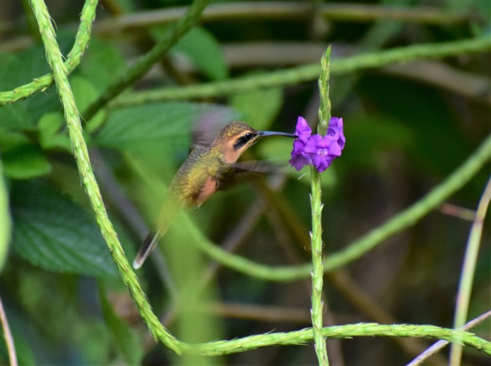 Hermit Hummingbird 4 12-30-2021 Veragua_Rainforest_Costa_Rica.JPG