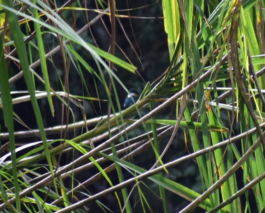 Amazon Kingfisher 1 12-30-2021 Costa Rica.JPG