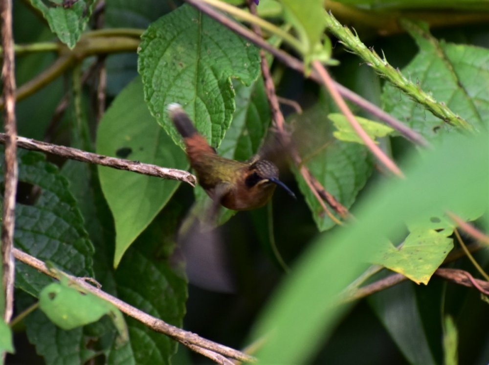 Hermit Hummingbird 6 12-30-2021 Veragua_Rainforest_Costa_Rica (2).JPG