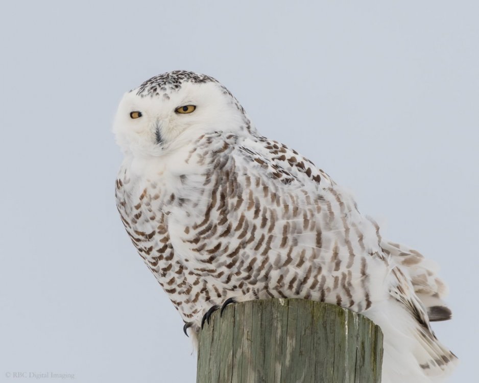 Snowy Owl 1f SunC9-7537063.jpg