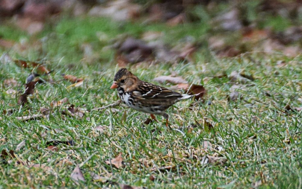 615700522_HarrissSparrow1-19b.thumb.jpg.41178a93d4151b1c7812bb3025936555.jpg