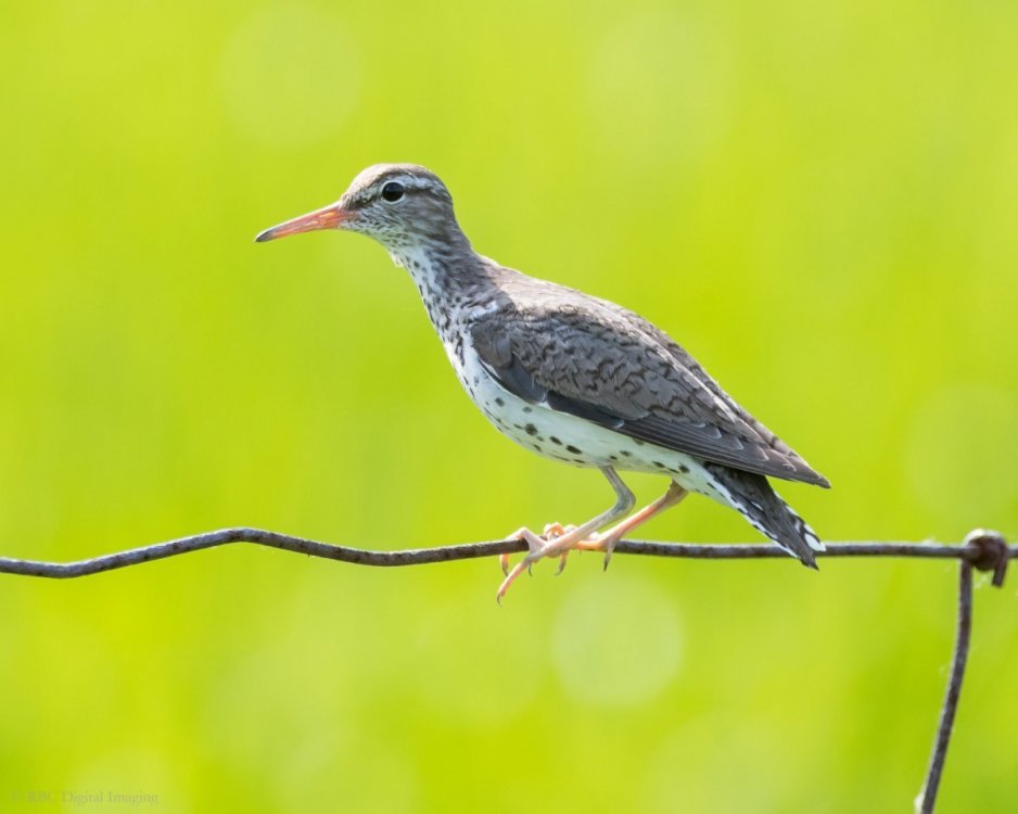 Spotted Sandpiper fence EcoP-7522778.jpg