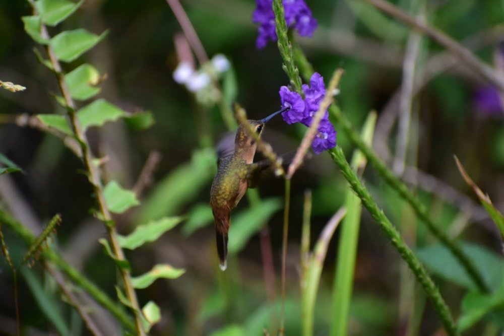 Hermit Hummingbird 8 12-30-2021 Veragua_Rainforest_Costa_Rica.JPG