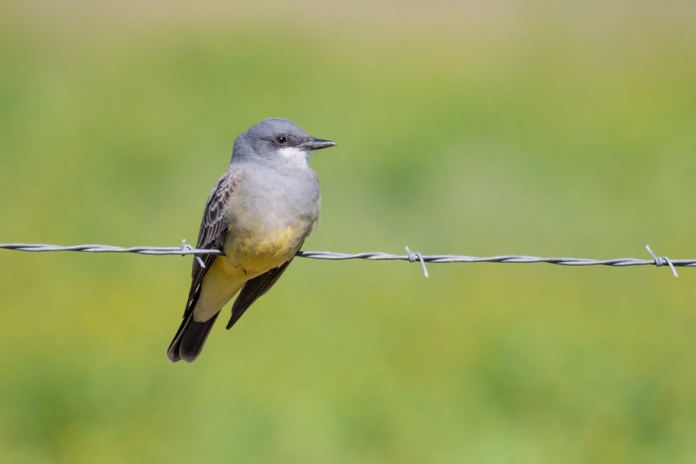 Cassin'sKingbird.jpg
