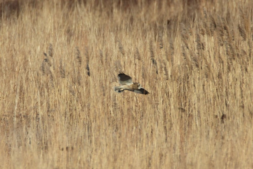 Short-eared owl - Shawangunk Grasslands .JPG