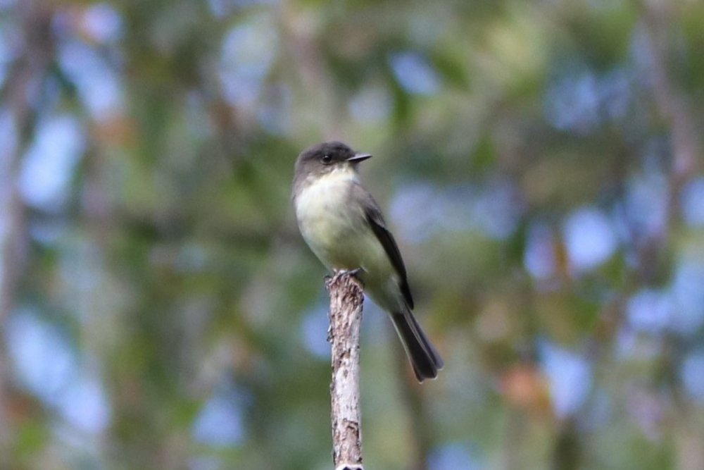 Eastern phoebe - Hilltop Reservation, NJ.JPG