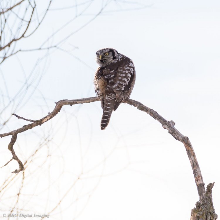 Northern Hawk Owl Schomberg-3602.jpg
