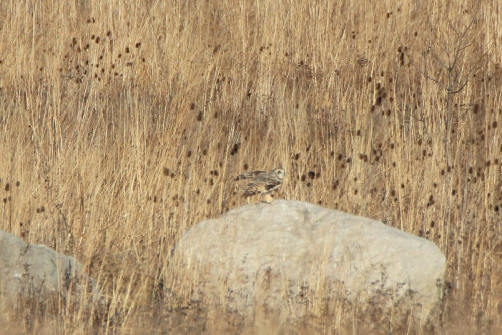 Short-eared owl - Shawangunk Grasslands 5.JPG