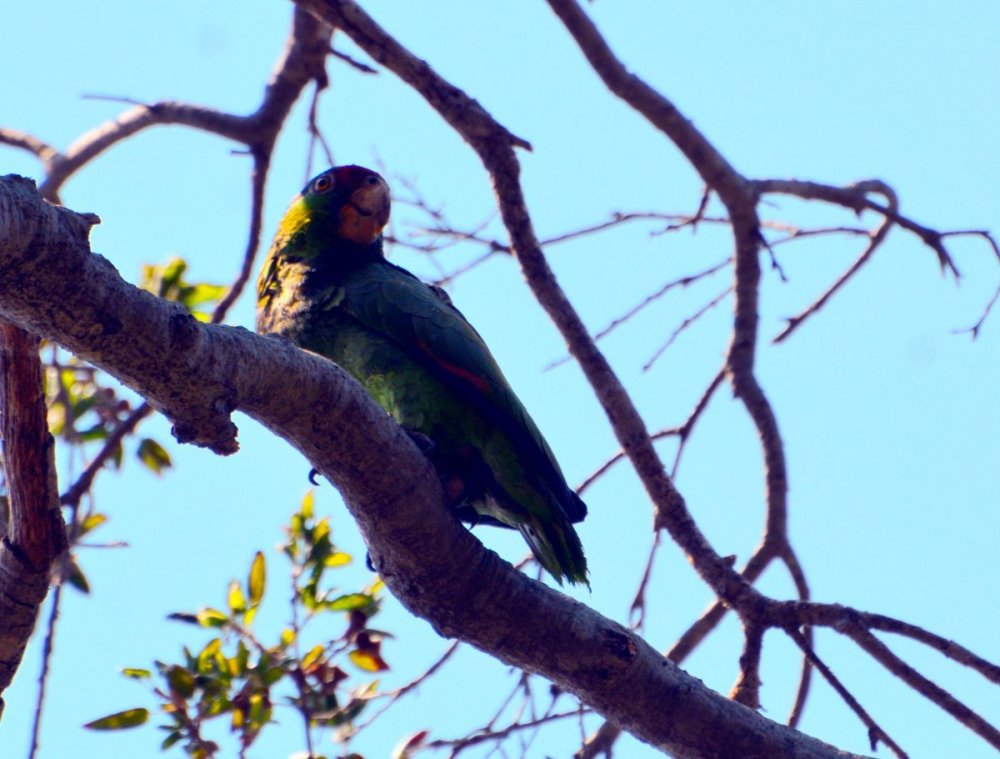 California Parrot.JPG