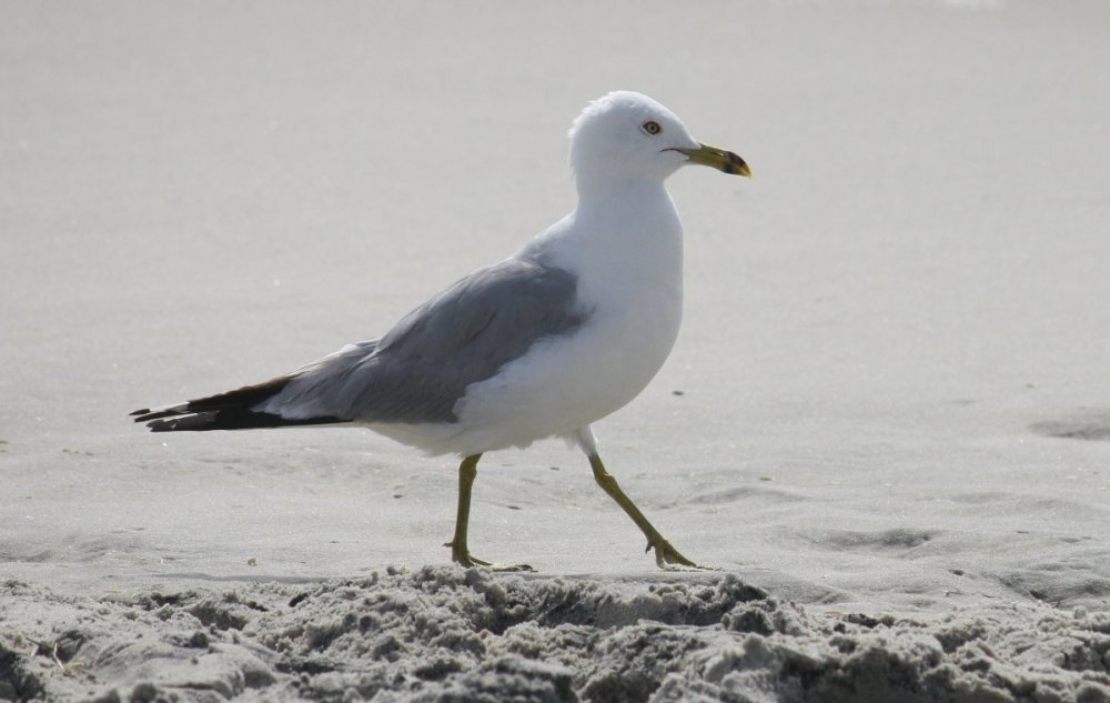 Ring-billed gull - Long Beach Island, NJ.JPG