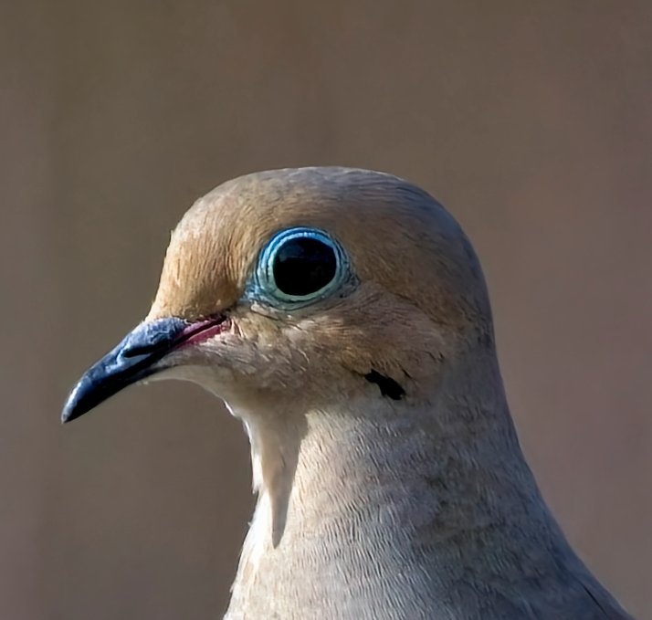 MorningDoveFace.jpg.cde1850a26f80c3c315cbe3d9318cc5c.jpg