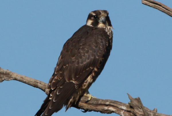 Peregrine Falcon ID 1.PNG