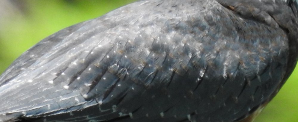 kingfisher, ringed (9).JPG