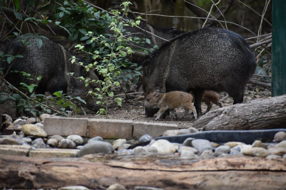 Javalina 2.JPG
