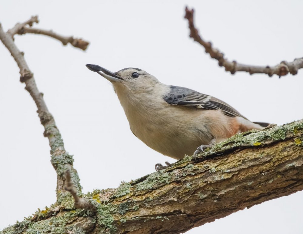 White-breasted Nuthatch HVT 7533882-.jpg