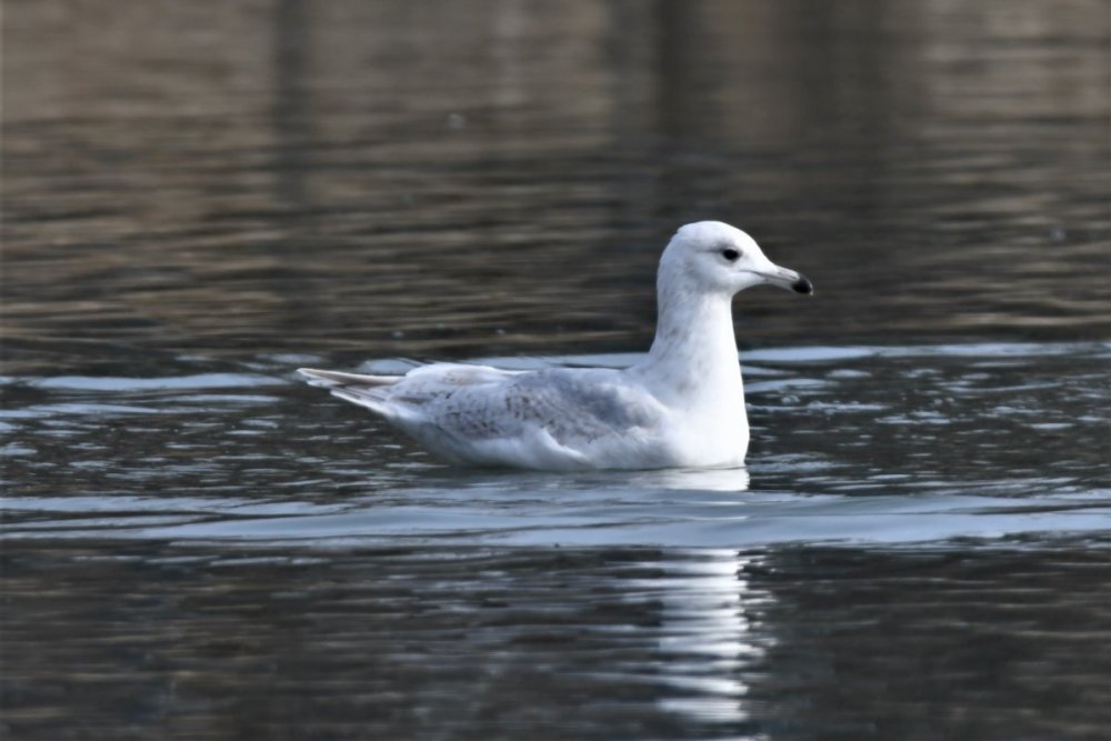 Glaucous Gull.JPG