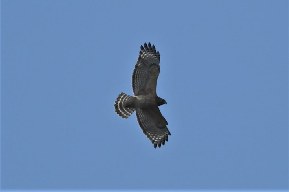 Red-shouldered Hawk.JPG