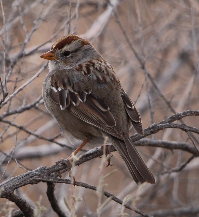 some kinda sparrow.jpg