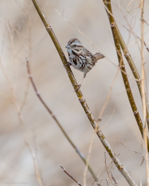 Song Sparrow territorial EcoP-7539359.jpg