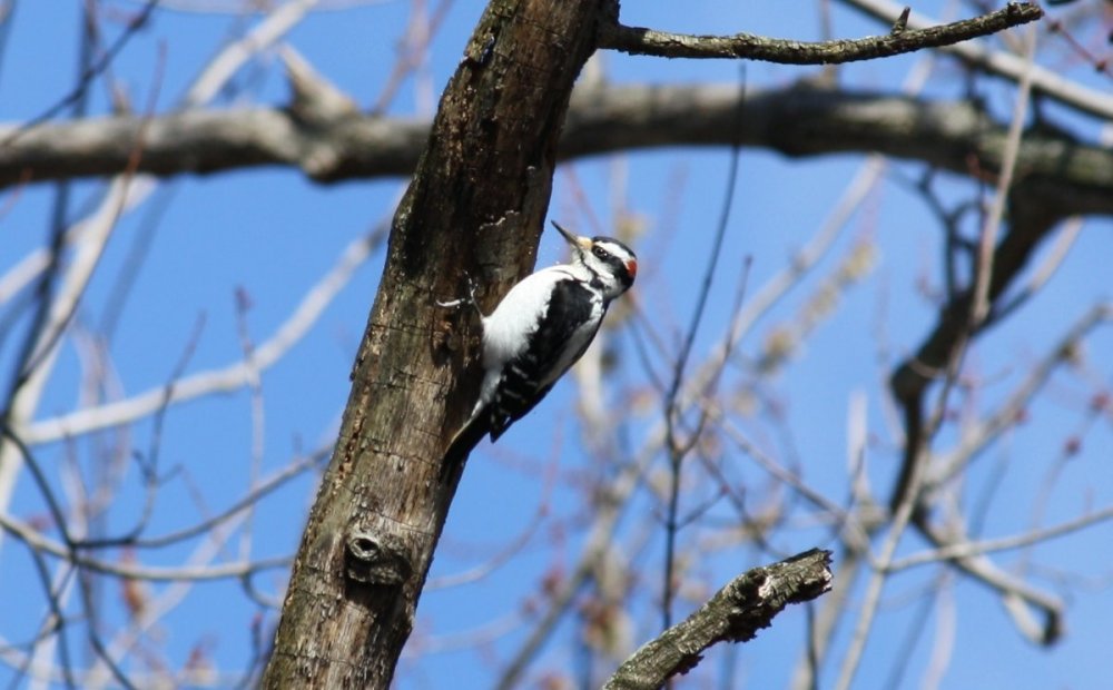 Hairy woodpecker - male - Ridgewood, NJ.JPG