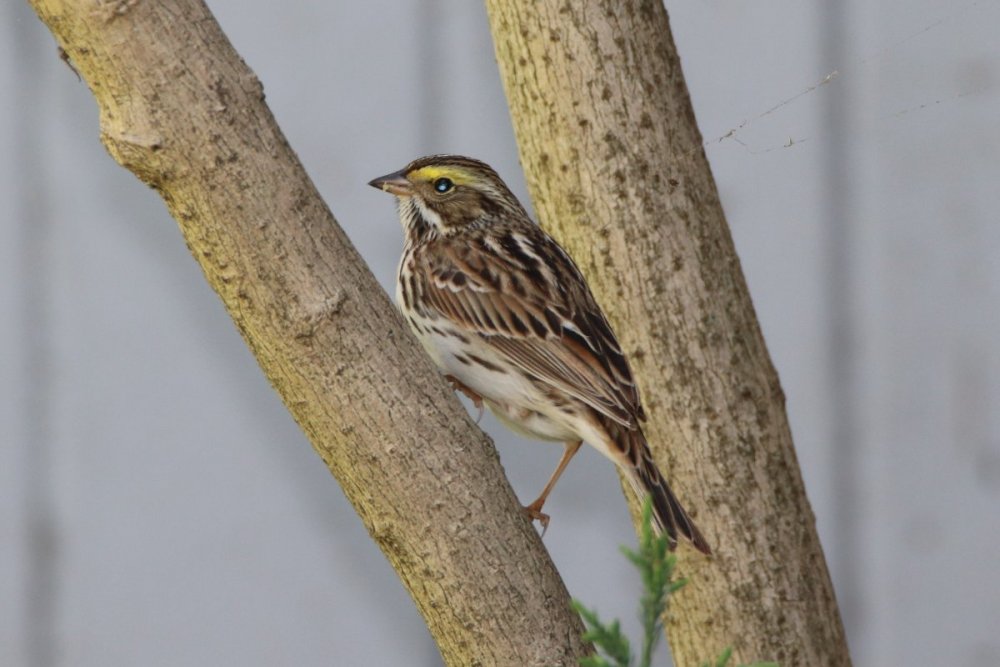 Savannah sparrow - DeKorte Park, NJ.JPG