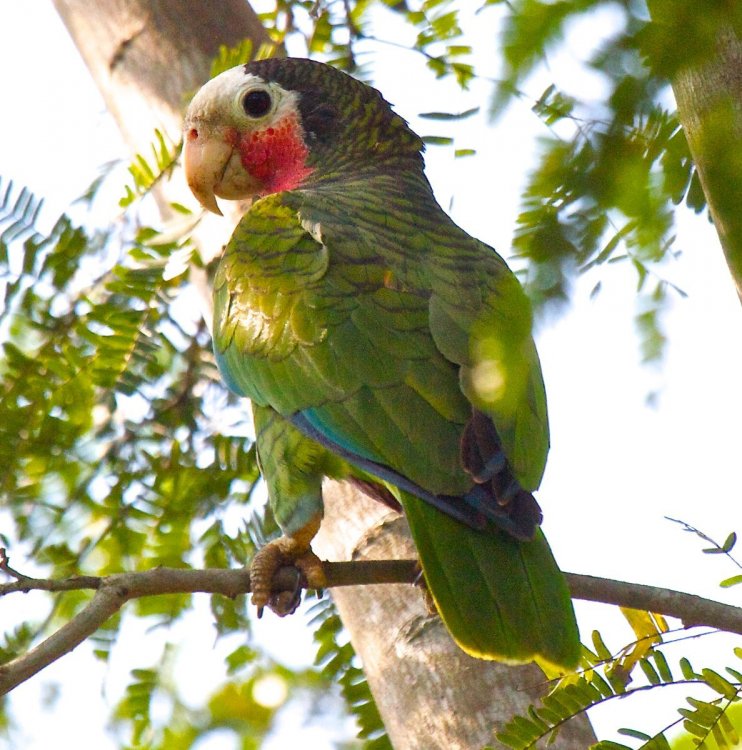 866625351_ParrotCuban.thumb.jpg.a3a6be5c6108155334af77140d43e191.jpg