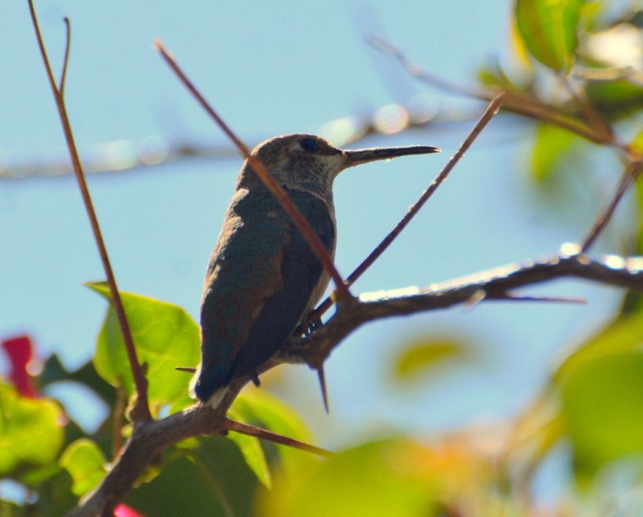 Rufous Hummingbird.JPG