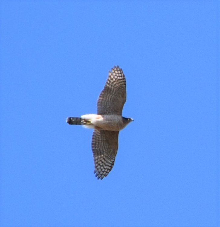 DSC_4845.JPG