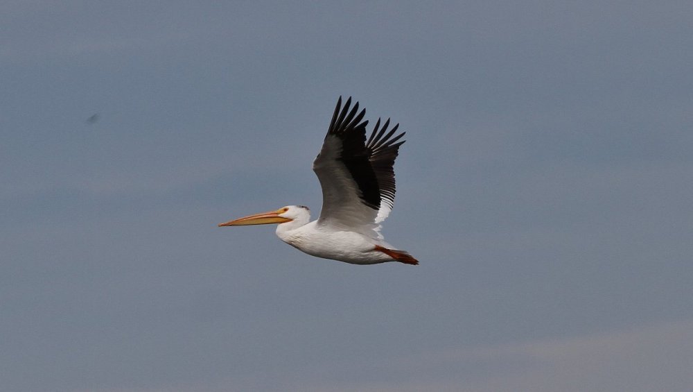 American White Pelican - Knox-Marsellus.JPG