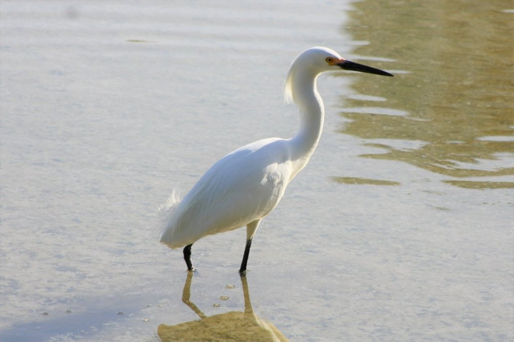 Snowy egret - Sand Key Park, Fl (2).JPG