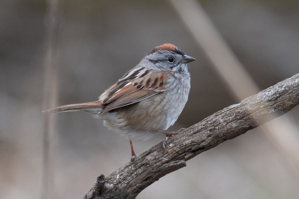Sparrow -1.jpg