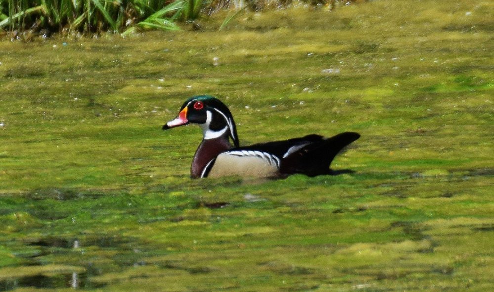 Wood Duck, male 4-3.jpg