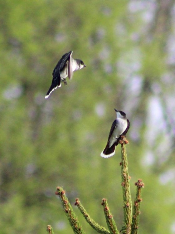 eastern kingbird pair 422.JPG