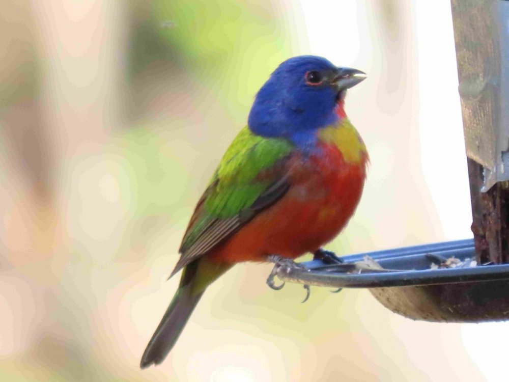 57603724_paintedbunting.thumb.JPG.267198f5dbe8aebfaf70c759d9d6a1e7.JPG