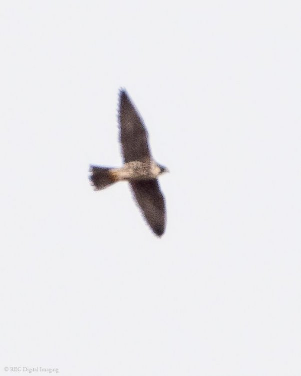 Falcon if EcoP-7530063.jpg