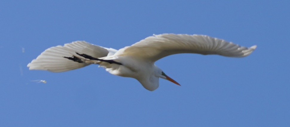 large-white-bird-with-maybe-orange-bill-id-help-me-identify-a-north