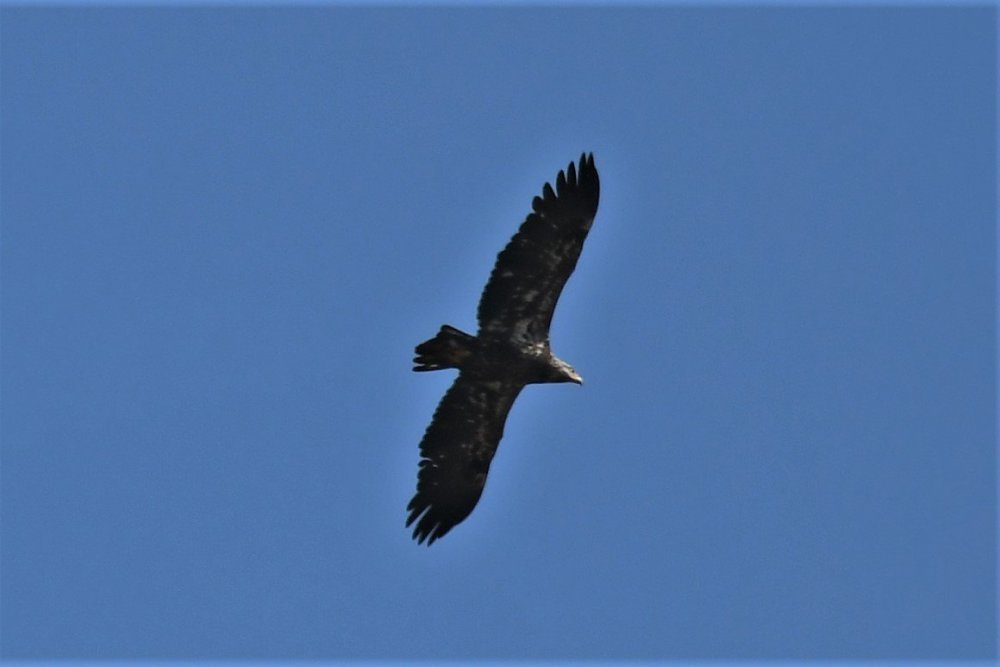 DSC_2693.JPG