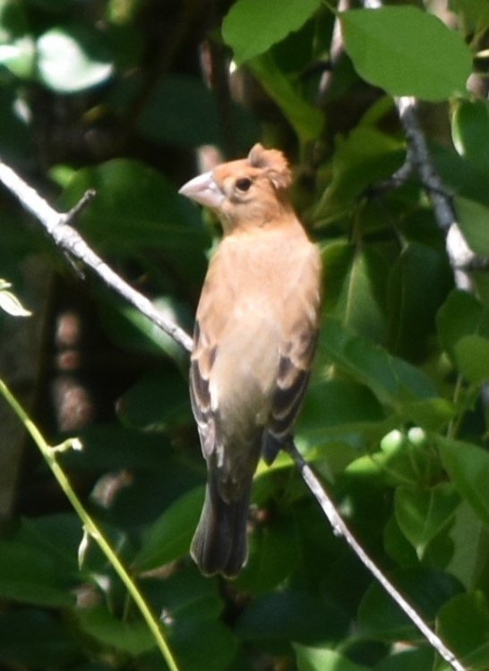 DSC_6042.JPG