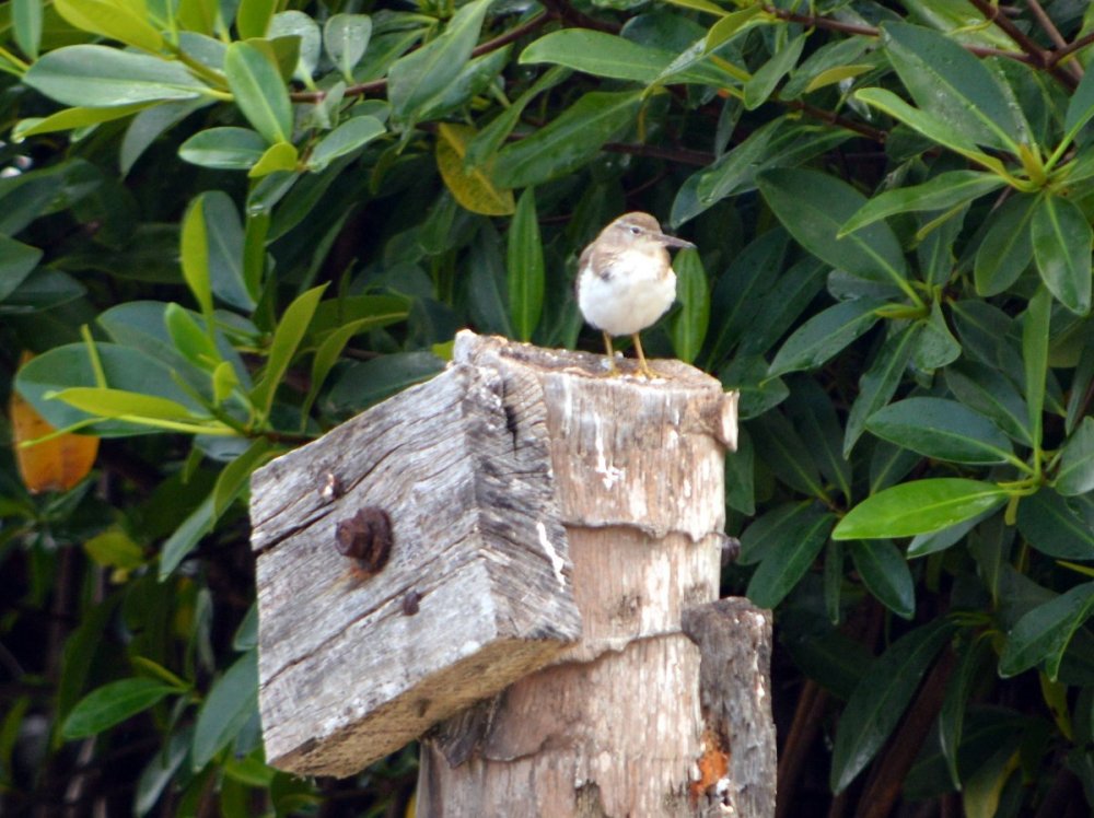 Sandpiper.JPG