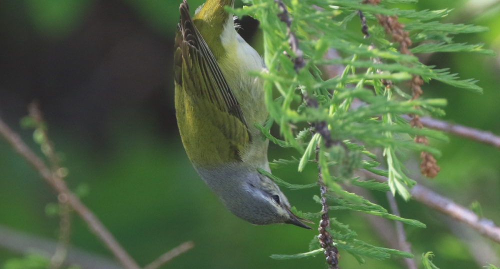 Possible Tennessee Warbler 1.png