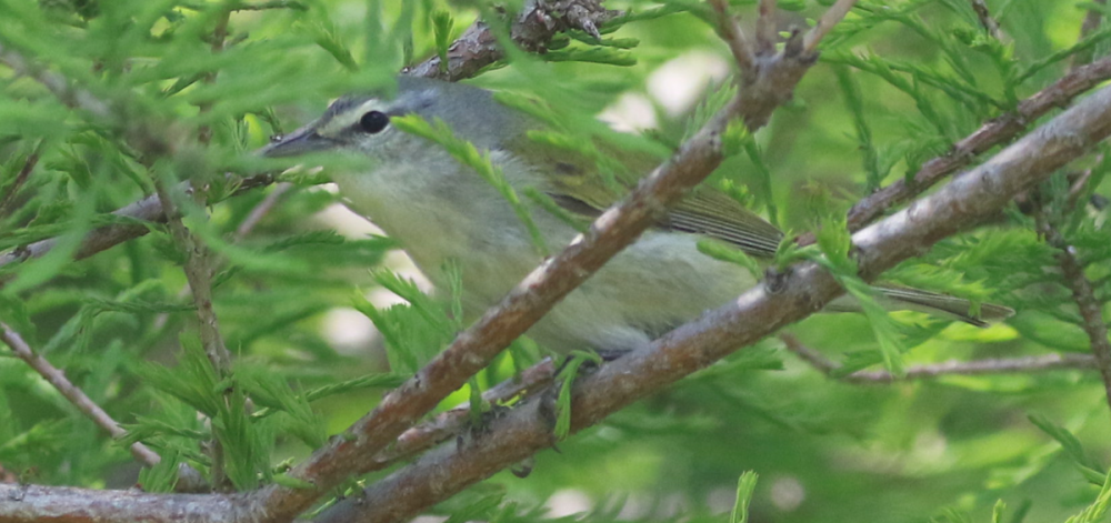 Possible Tennessee Warbler 3.png