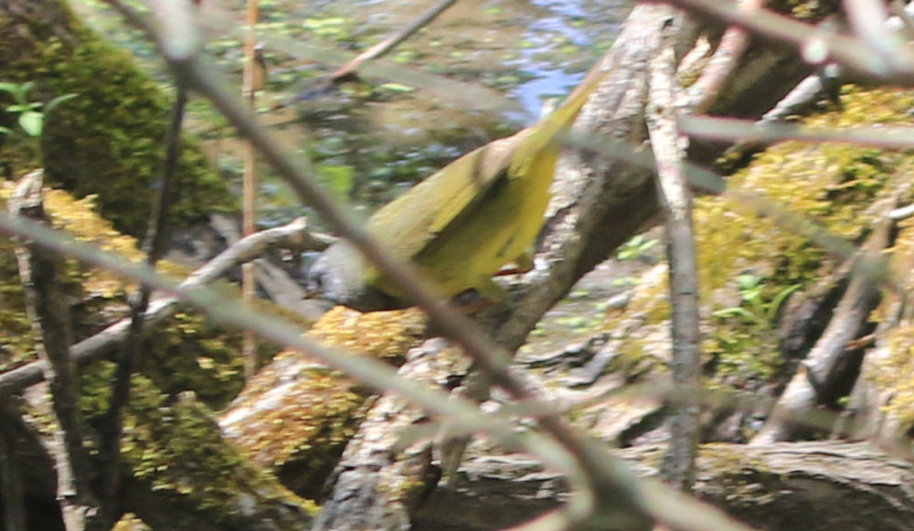 Mourning Warbler - 2 - Magee Marsh OH.png
