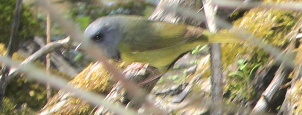 Mourning Warbler - 3 - Magee Marsh OH.png