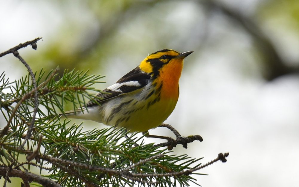 5_14_2022 Blackburnian Warbler Male DSC_8287.jpg