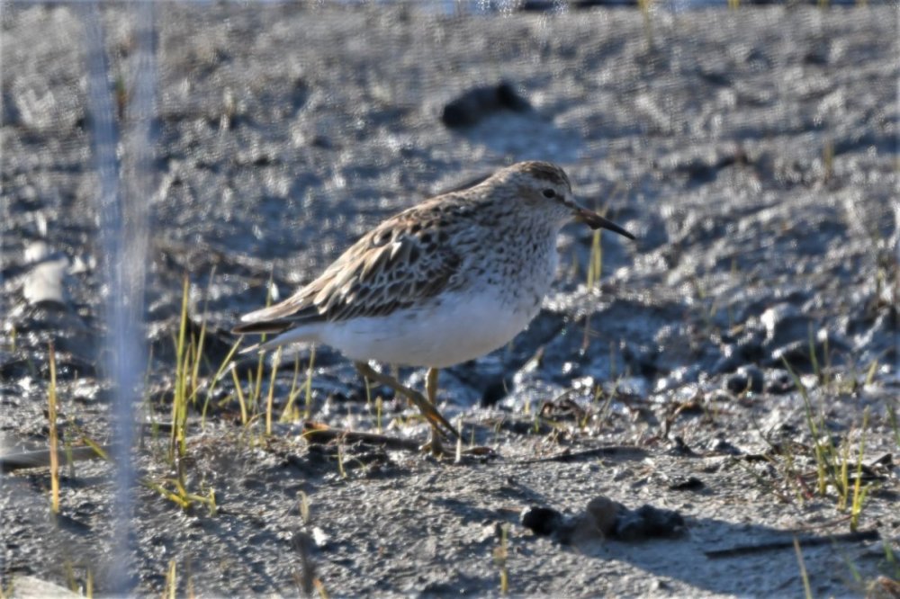 Pectoral Sandpiper (2).JPG