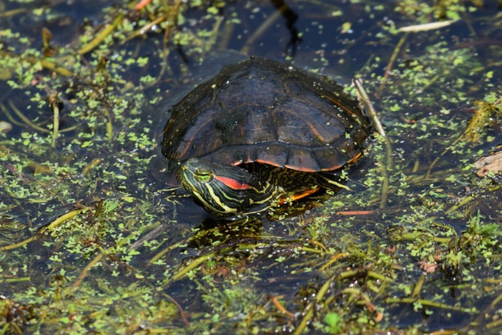 Red-eared Slider 5-24.jpg