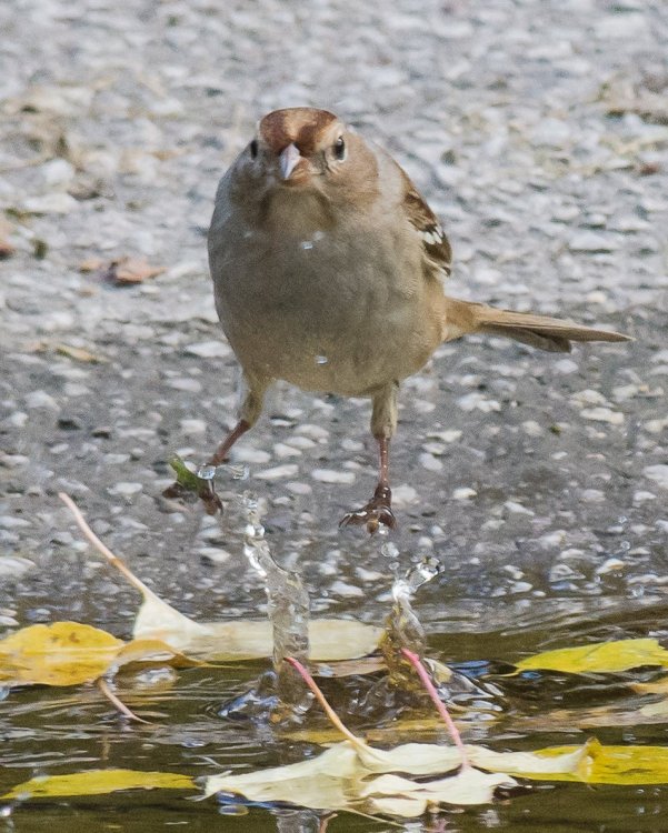 White-crowned Sparrow W1 -7206407.jpg